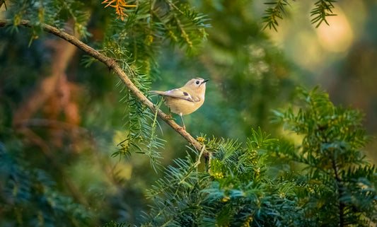 Vogelfreundlicher Garten: Was du für den Erhalt der Artenvielfalt tun kannst - Purgrün