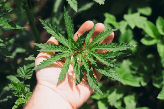 Cannabis-Anbau zuhause – was Gärtner wissen sollten - Purgrün