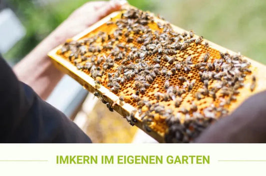 Imkern im eigenen Garten - Purgrün