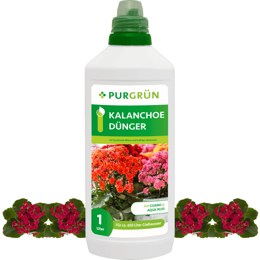 Kalanchoe-Dünger 1 Liter - Purgrün